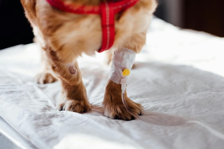 Veterinaria en Las Condes — Las mejores opciones para tu mascota