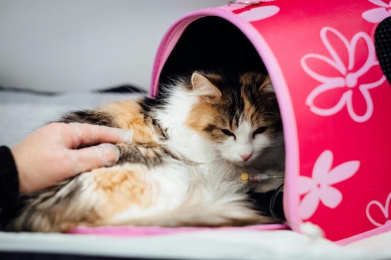 Cómo Se Compara Tu Ficha con la de las Veterinarias que Ya Están Arriba