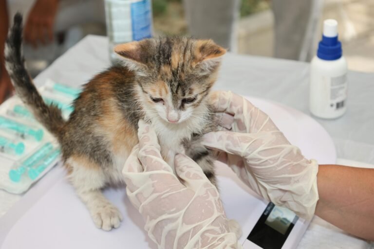 Las mejores veterinarias en Maipú — Dónde llevar a tu mascota en 2026