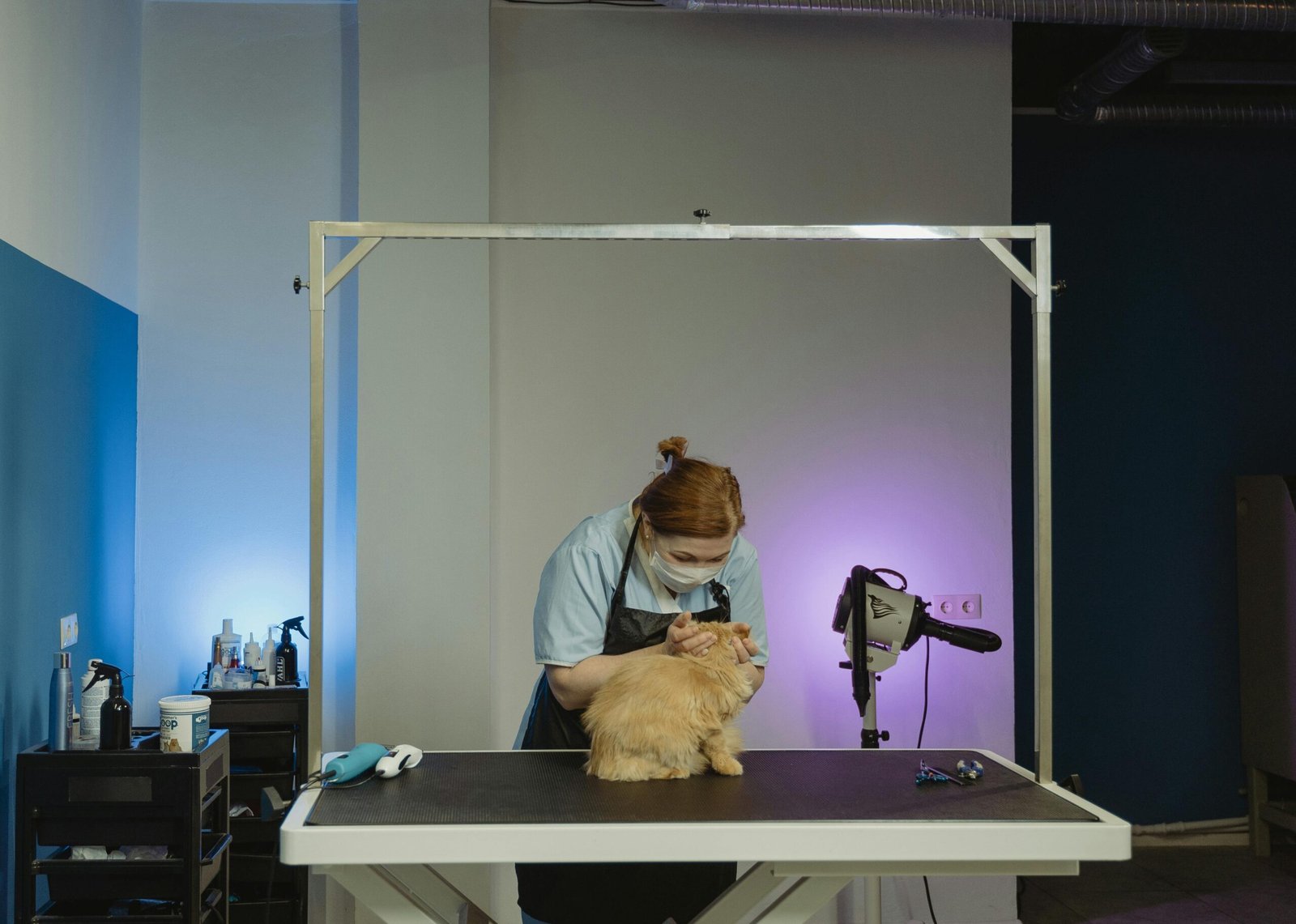 Veterinaria de urgencias en Providencia — Las que atienden cuando más lo necesitas