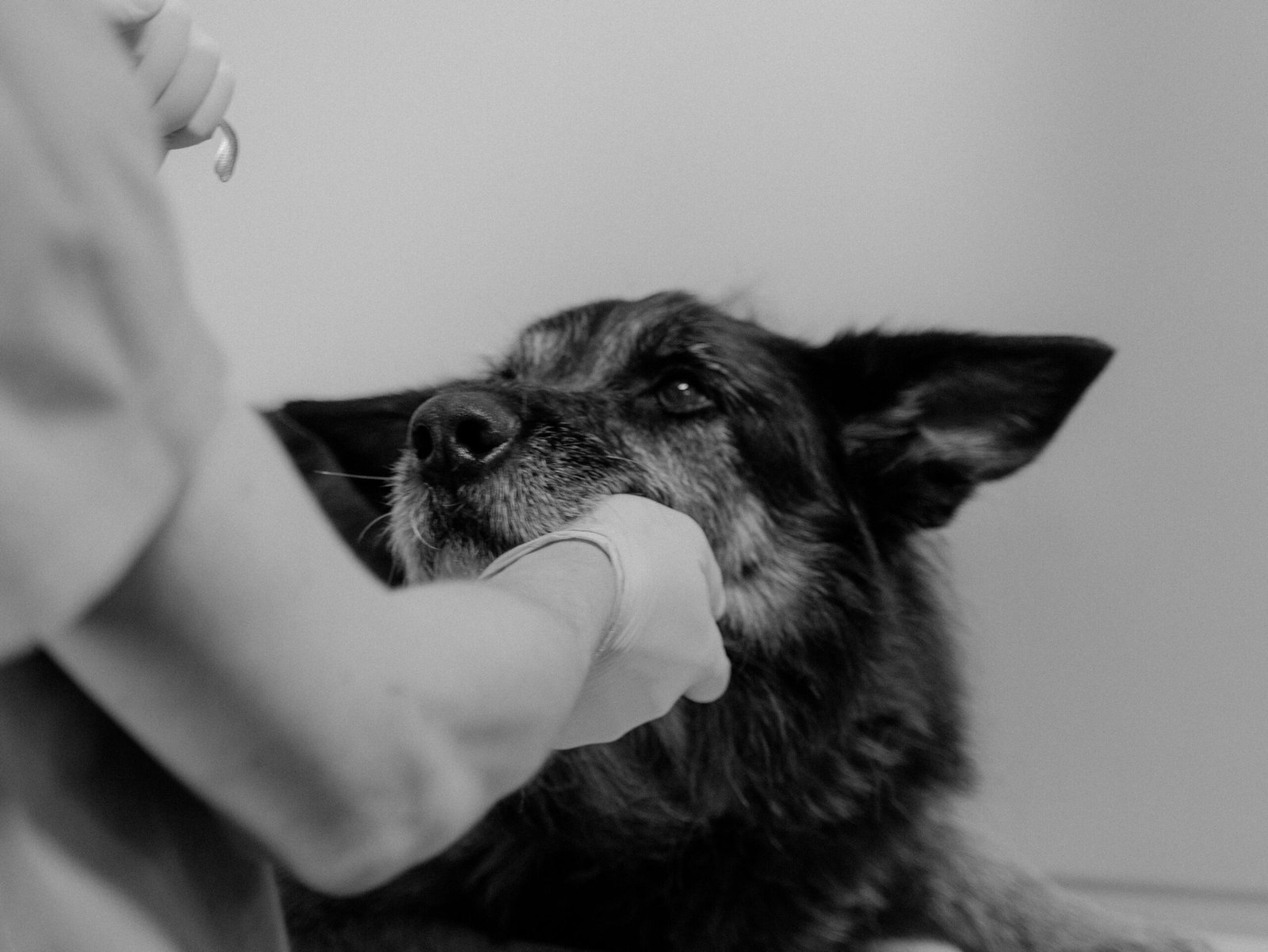 El Mercado Veterinario en Chile y Por Qué Importa Para Ti Como Dueño de Mascota