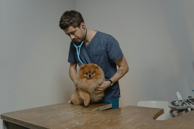 Cómo salir primero en Google siendo veterinaria en Santiago — Guía completa 2026