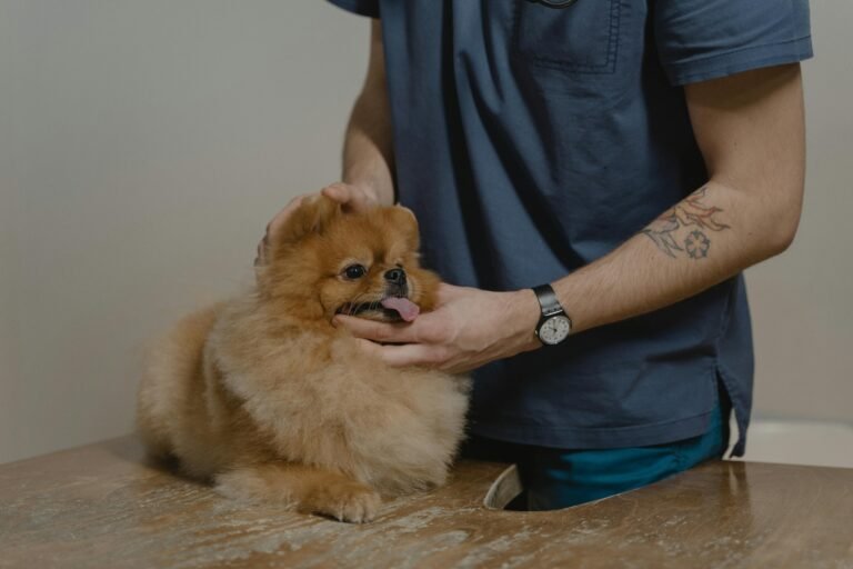 Veterinaria 24 Horas Santiago: La Guía Que Todo Dueño de Mascota Necesita en 2026